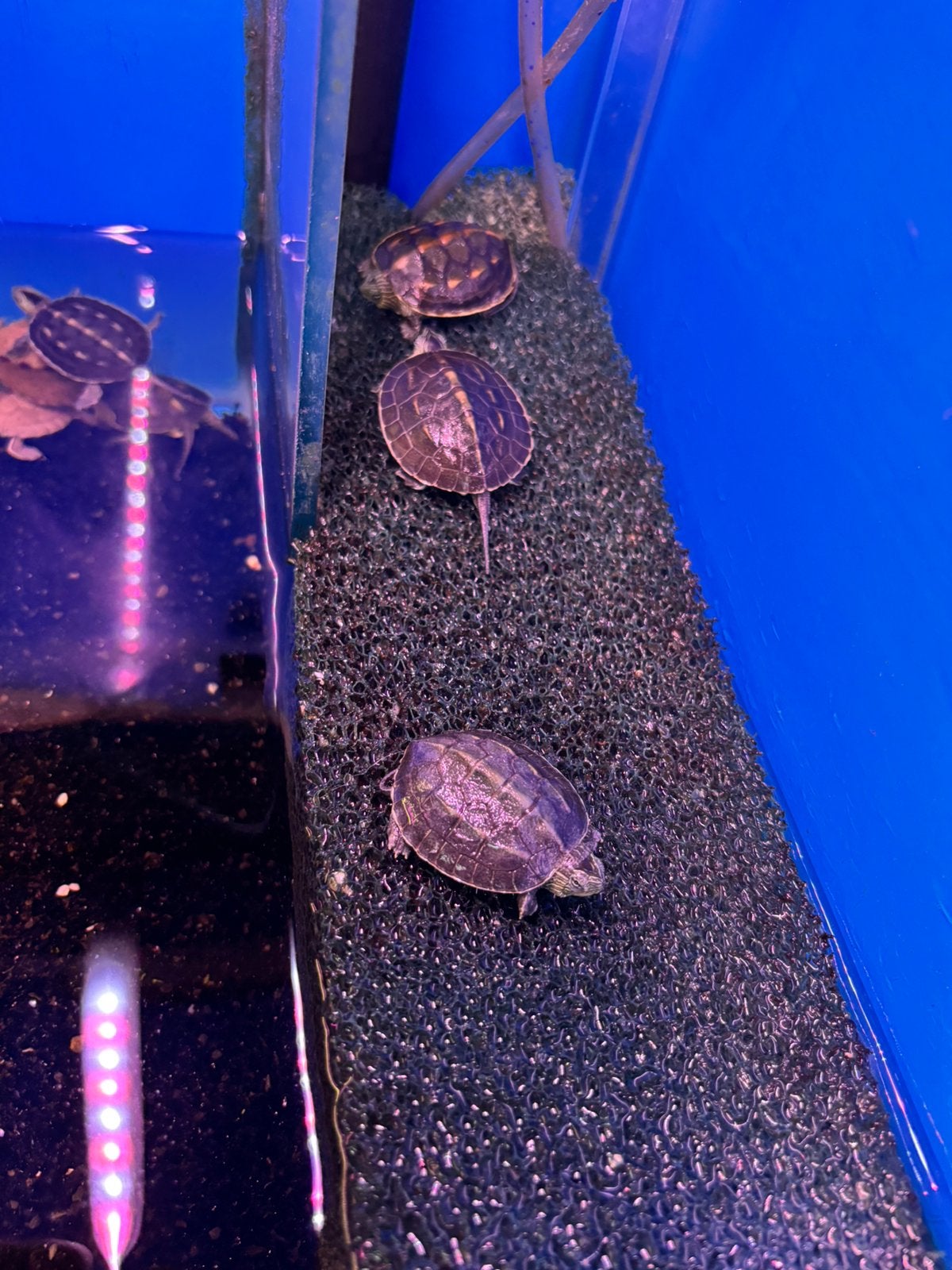 Water schildpad Turtle photo 3