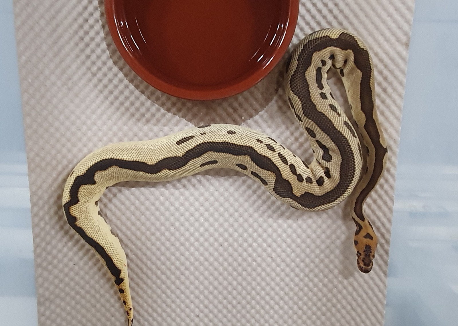 koningspython stuntprijzen Ball Python photo 2