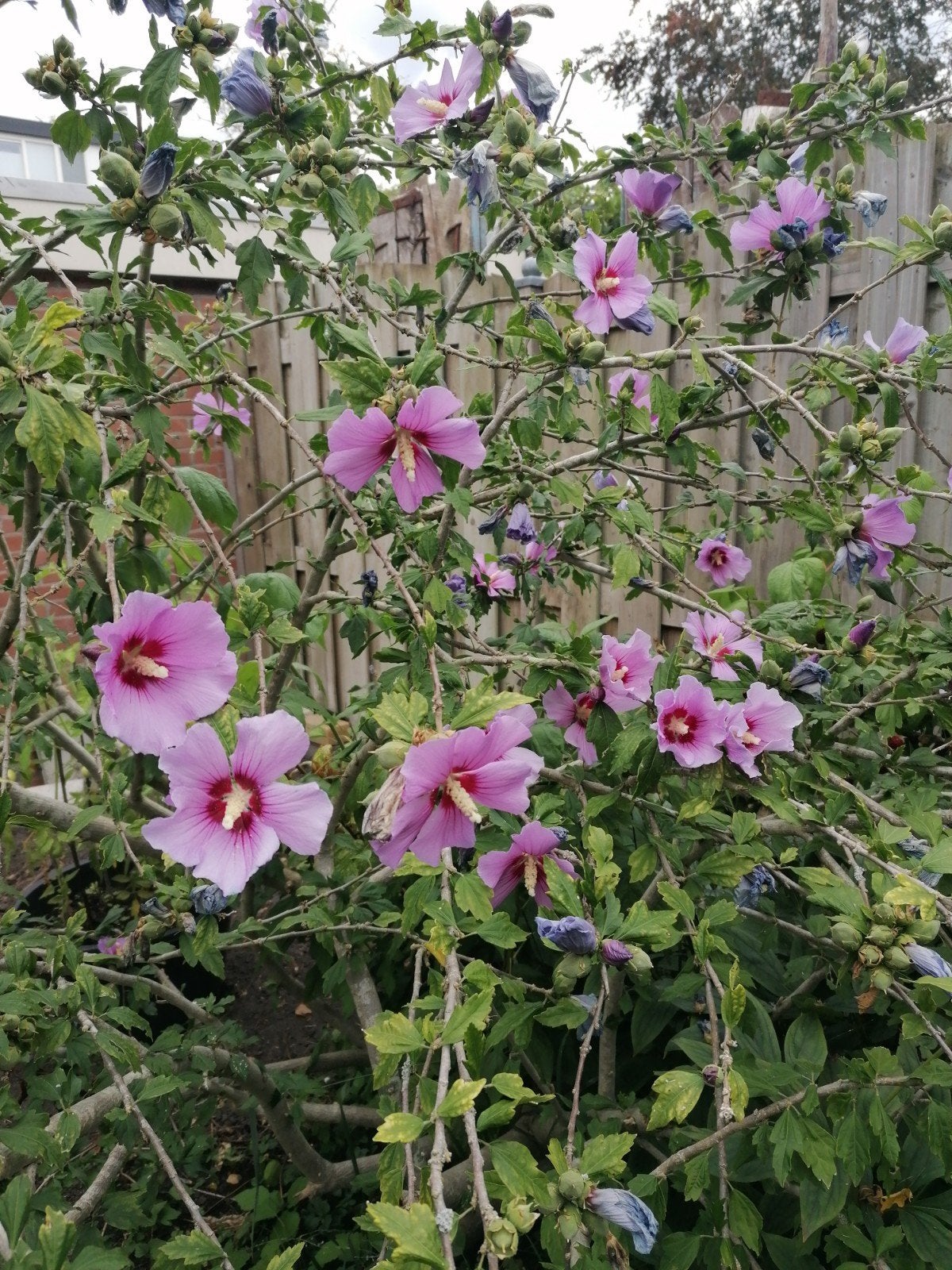 Hibiscus jonkies in grote bak - paarse bloemen, Volle zon, Vaste plant, Zomer, Ophalen