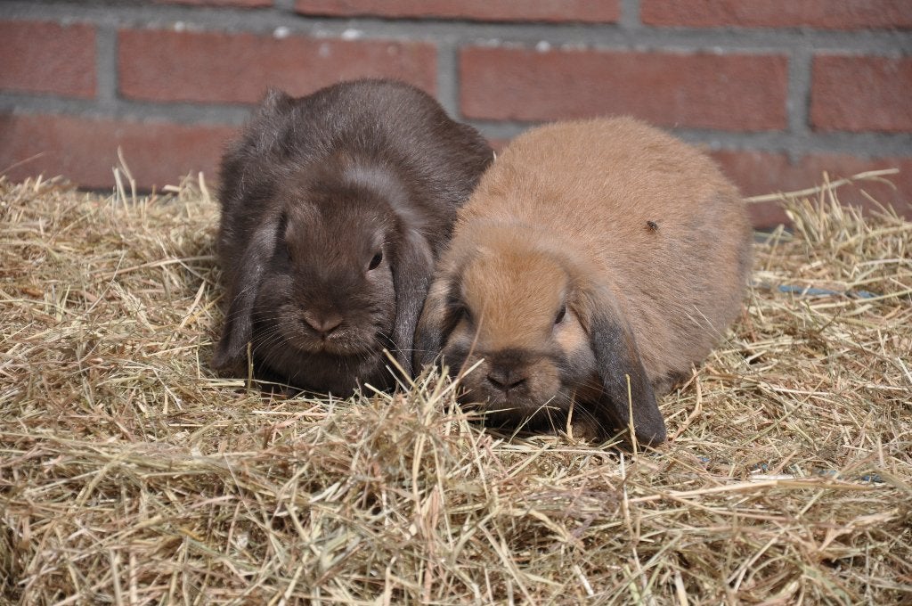 Jonge Nederlandse hangoor dwerg koppel gecastreerd NHD, Dieren en Toebehoren, Meerdere dieren, Dwerg, Hangoor, 0 tot 2 jaar