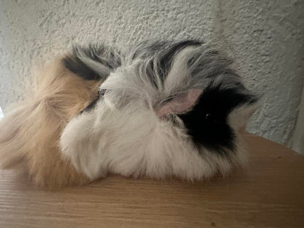 Jonge Langharige punk cavia s, Maart, Meerdere dieren, Cavia