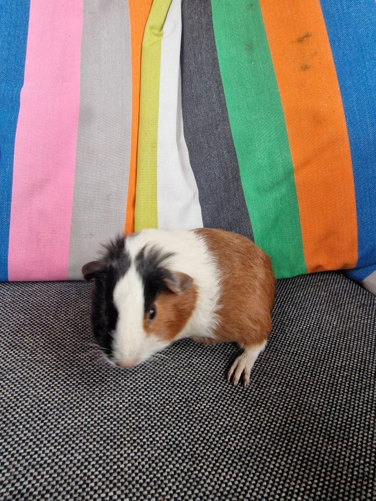 jonge cavia zeugjes te koop, Juli, Vrouwelijk, Cavia