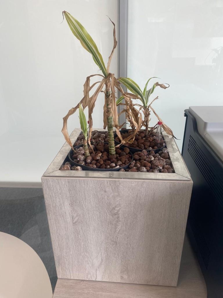 GRATIS! twee planten, Ophalen, Vaste plant, Overige soorten, Halfschaduw