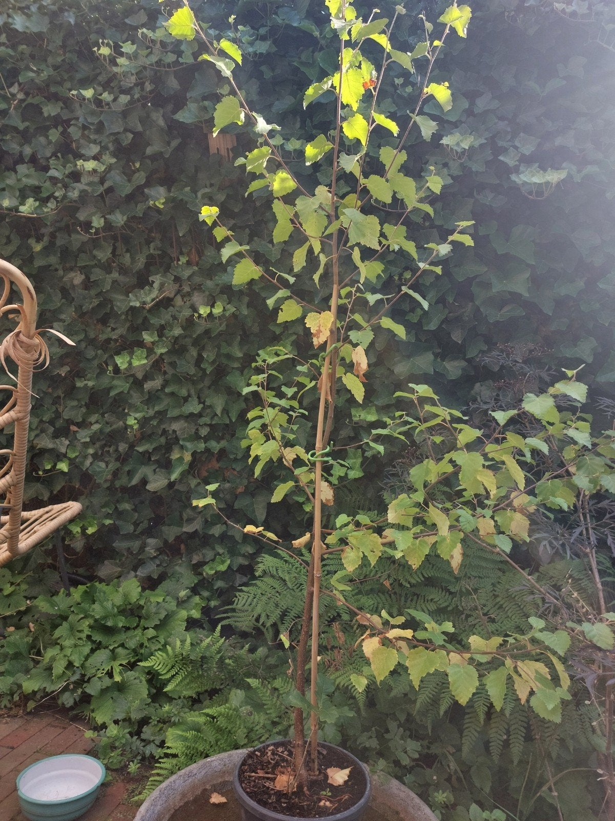 Zachte berk 150 cm, Tuin en Terras, Planten | Bomen, Overige soorten, Lente, 100 tot 250 cm, Ophalen