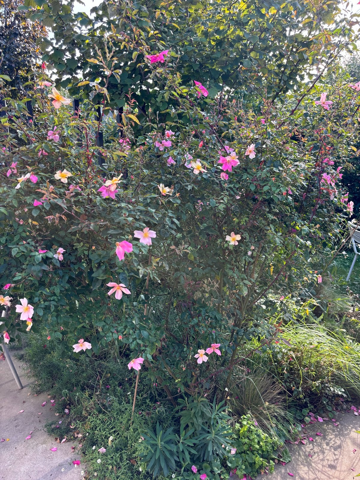Diverse volwassen tuinplanten - zelf uitsteken, Tuin en Terras, Overige soorten, Volle zon, Vaste plant, Ophalen of Verzenden