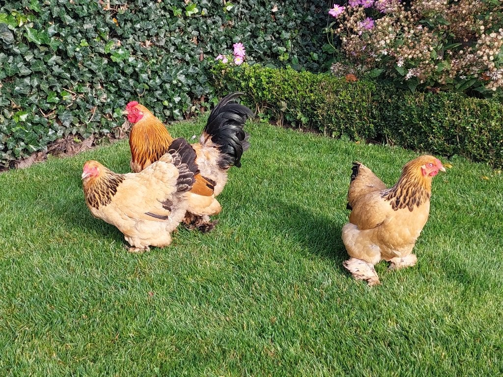 trio brahma kriel buff columbia zwart, Dieren en Toebehoren, Meerdere dieren, Kip
