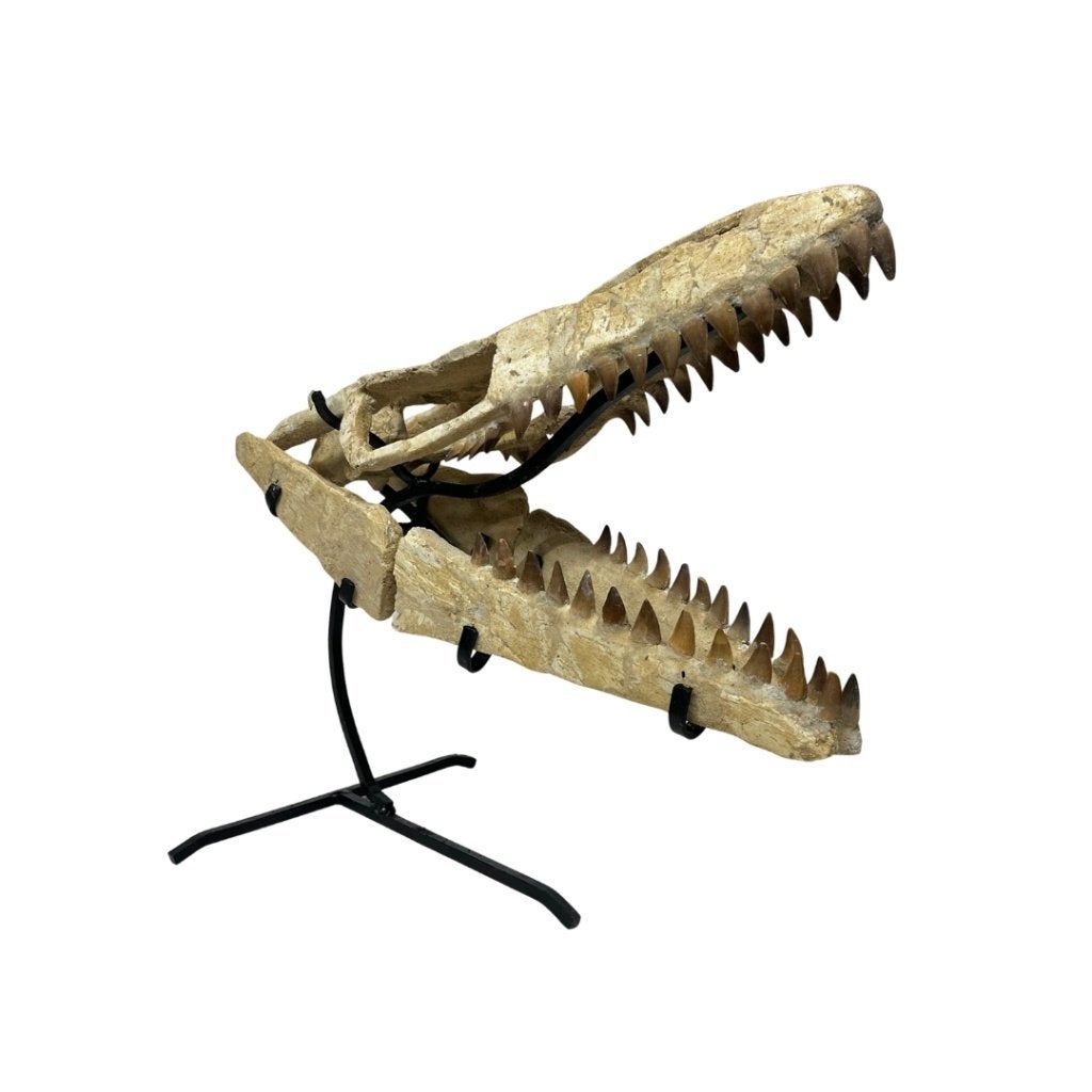 Mosasaurus schedel reconstructie op standaard / fossiel, Verzamelen, Mineralen en Fossielen, Ophalen of Verzenden, Fossiel