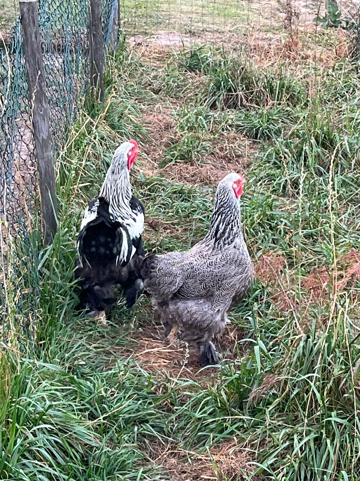 Brahma, Dieren en Toebehoren, Pluimvee, Meerdere dieren, Kip