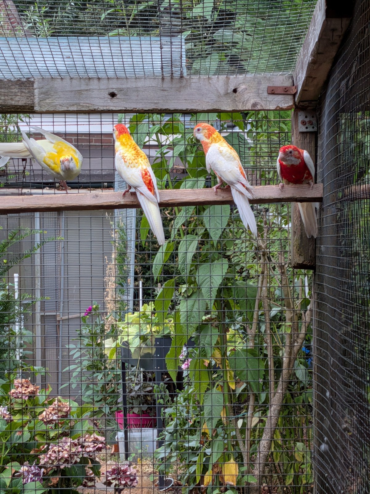 bleekkop rosella, Dieren en Toebehoren, Meerdere dieren, Parkiet, Geringd