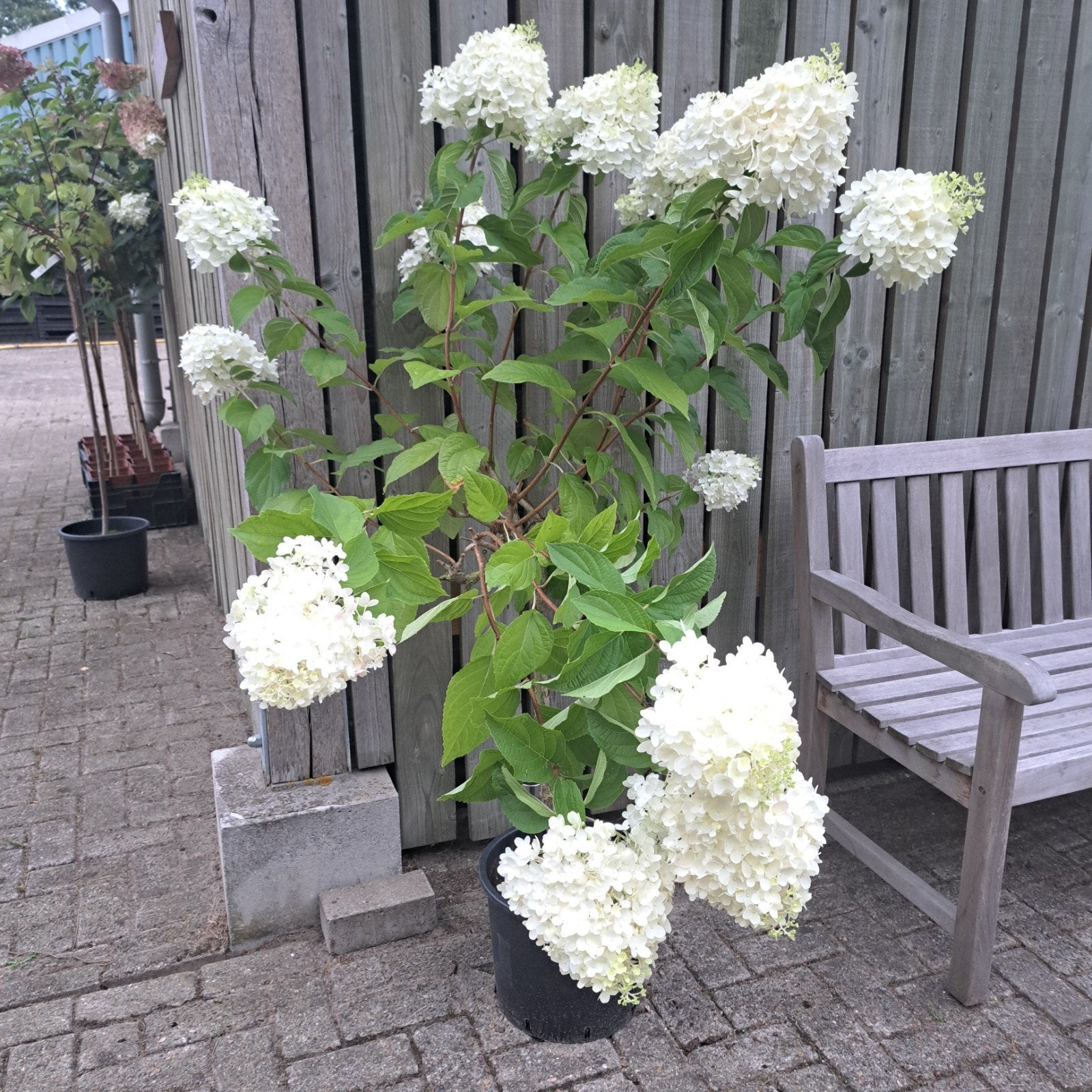 Hydrangea op stam, Tuin en Terras, Ophalen