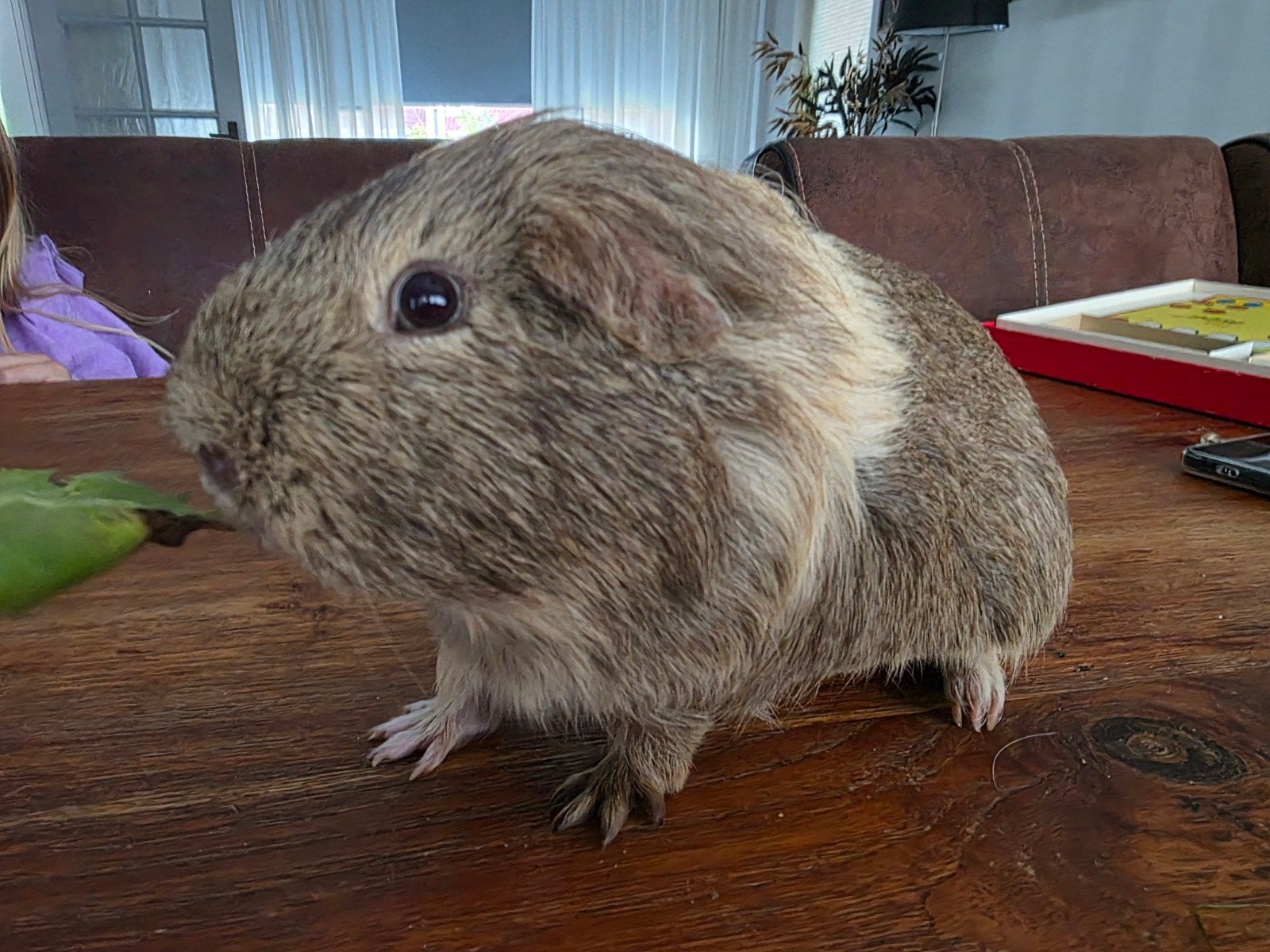 Cavia te koop, Februari, Mannelijk, Cavia