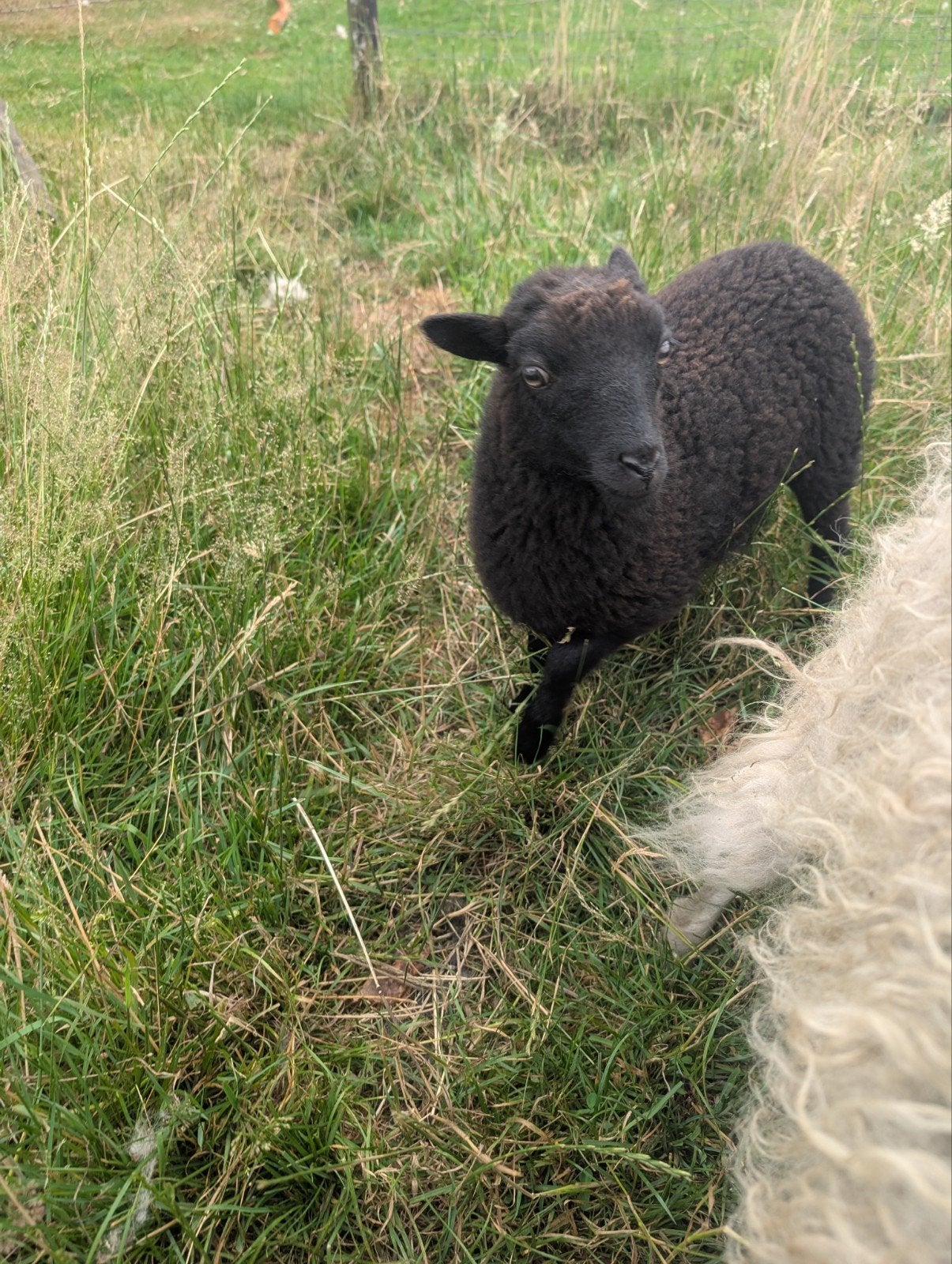 Oueseant ooitjes, Vrouwelijk, Schaap, 0 tot 2 jaar
