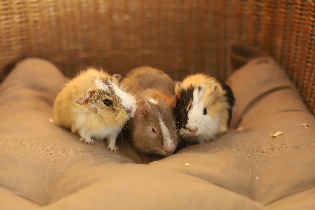 Cavia beren | Verschillende kleurslagen | Jonge cavia's, Dieren en Toebehoren, Knaagdieren, Juni, Mannelijk, Cavia