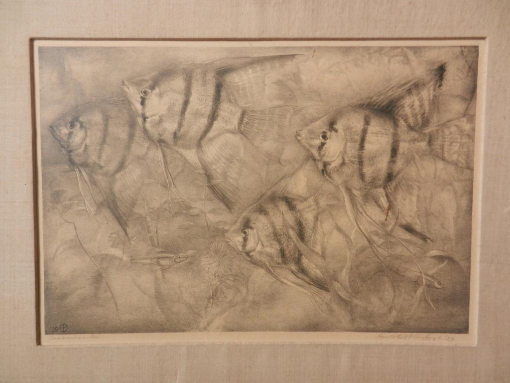 Litho Maanvisschen Aart van Dobbenburgh 1939 29,4 x 44,3 cm., Ophalen of Verzenden