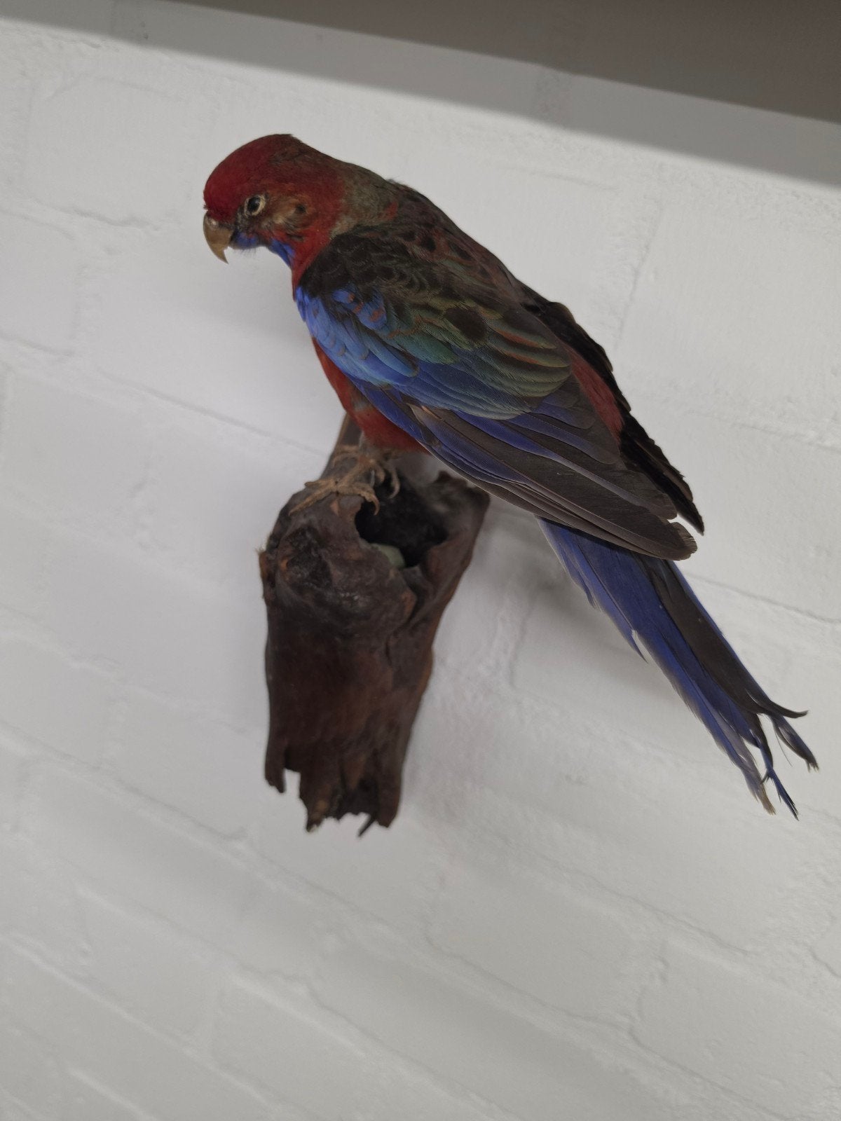 geprepareerde rosella, Ophalen, Zo goed als nieuw, Wild dier, Opgezet dier