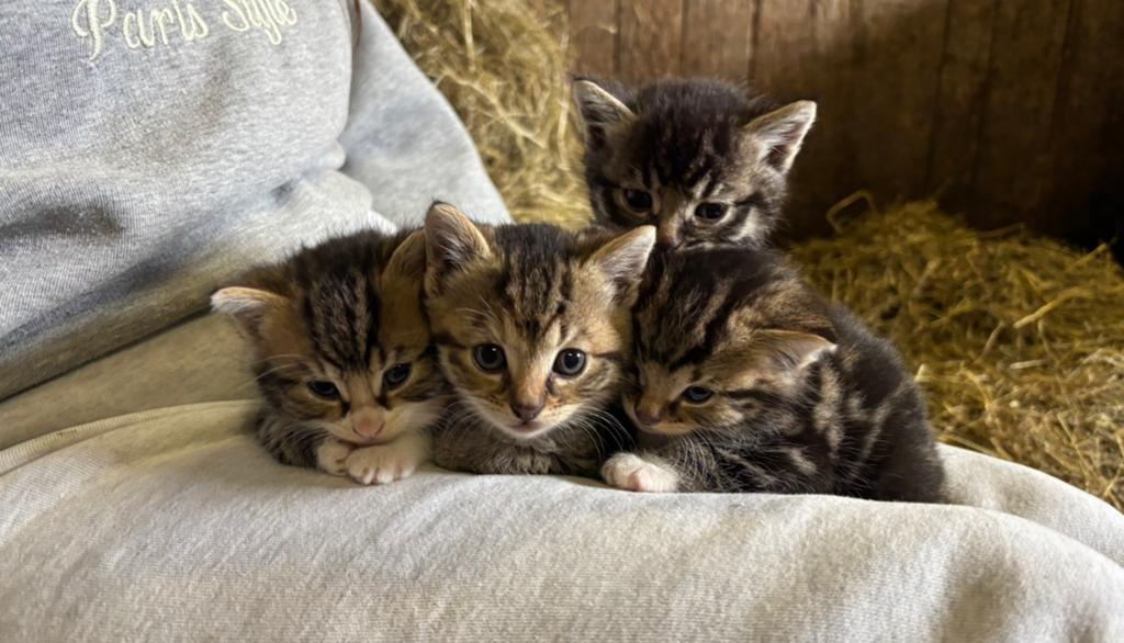 Lieve sociale boerderij kittens, Dieren en Toebehoren, Meerdere dieren