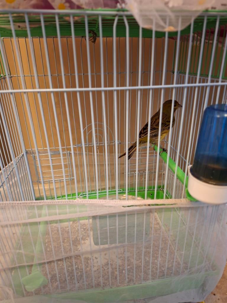 2 temprado kanaries en een normal kanarie alls met kooi