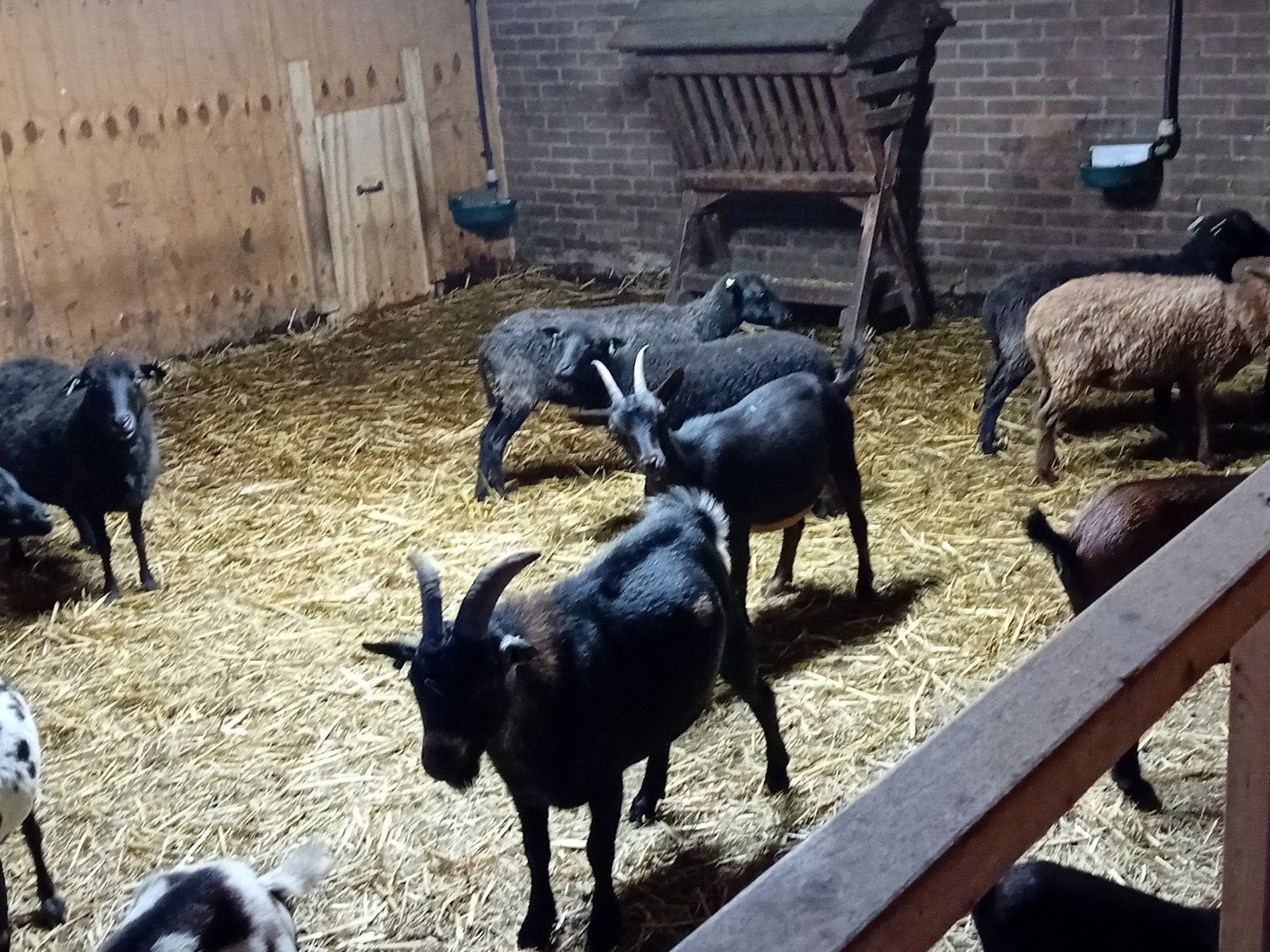 dwerg geiten en ouessant schapen, Vrouwelijk, Geit