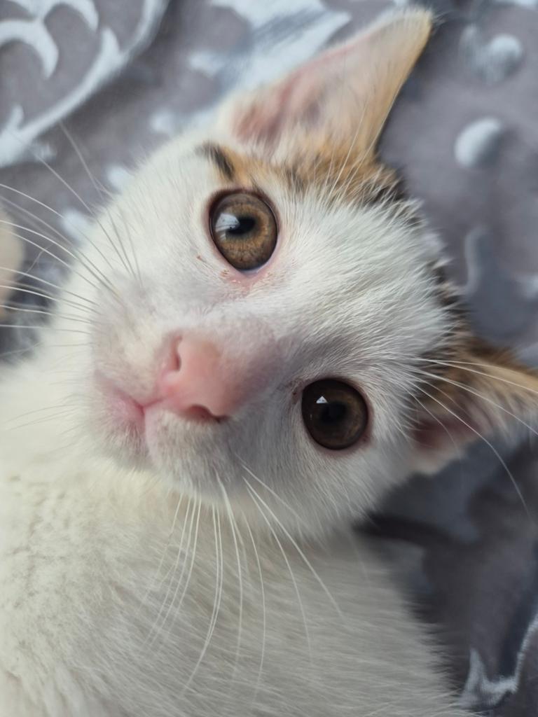 Mooie wit met gevlekte kitten zoekt warm thuis, Dieren en Toebehoren, Katten en Kittens | Raskatten | Korthaar, Kater, Ontwormd