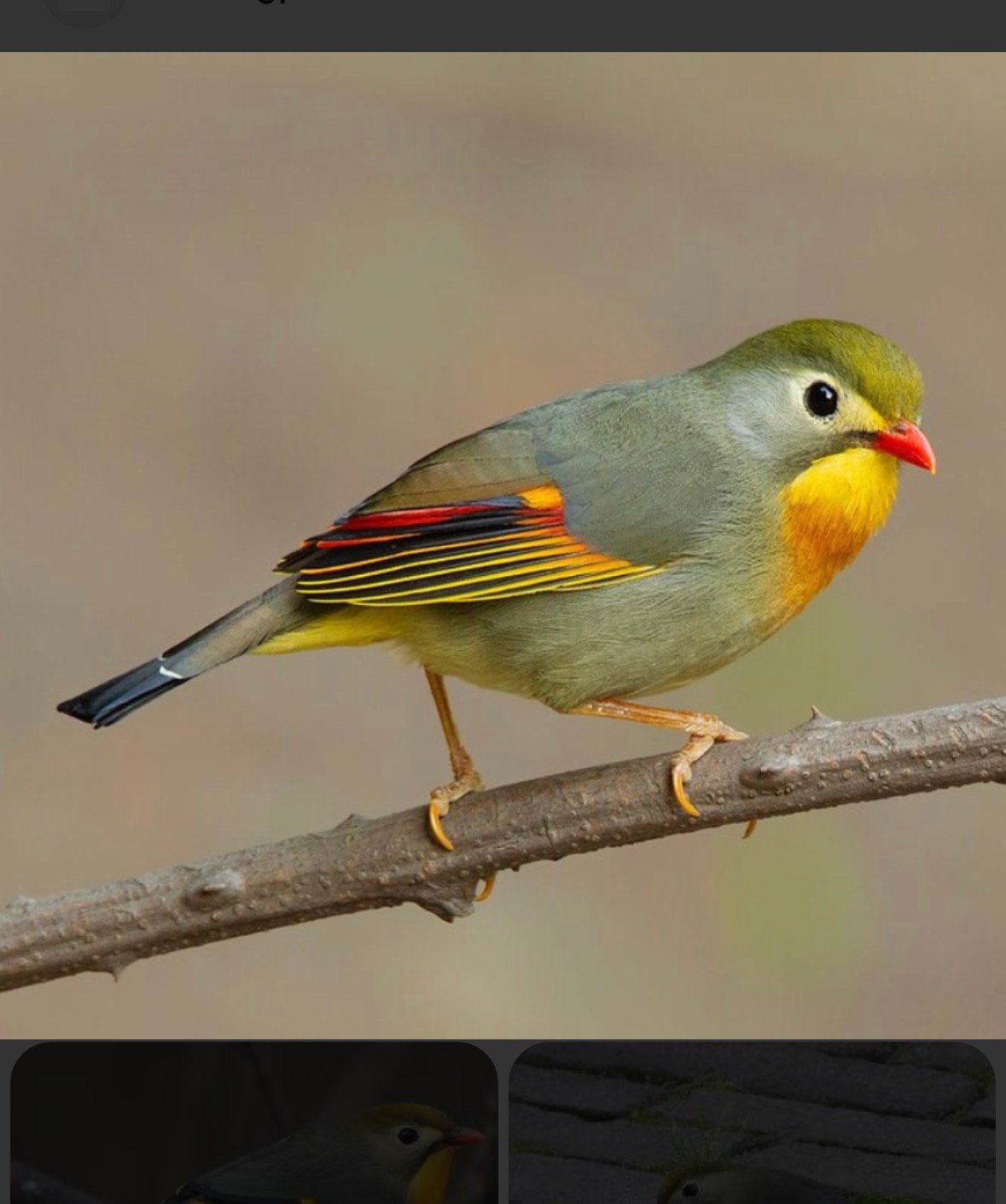 Koppel japanse nachtegaal gezocht., Dieren en Toebehoren, Vogels | Overige Vogels, Meerdere dieren, Geringd