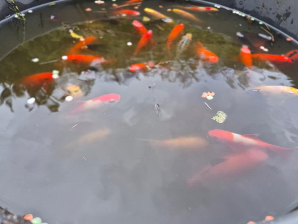 50 a 60 shubunkins etc en veel salamanders, Dieren en Toebehoren, Goudvis(sen)