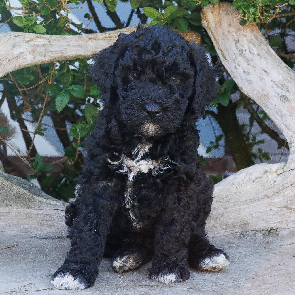 Franse Waterhondpups uit liefdevol en doordacht nest, Parvo, Overige rassen, 8 tot 15 weken, Meerdere