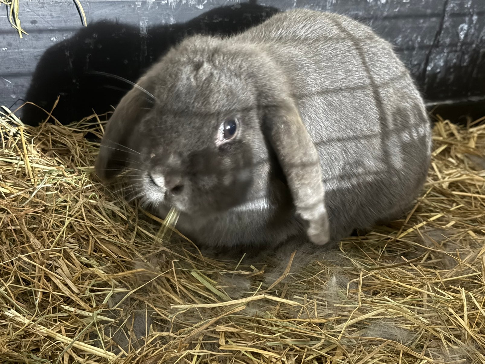 Minilop voedster, Dieren en Toebehoren, Konijnen, Vrouwelijk, Dwerg