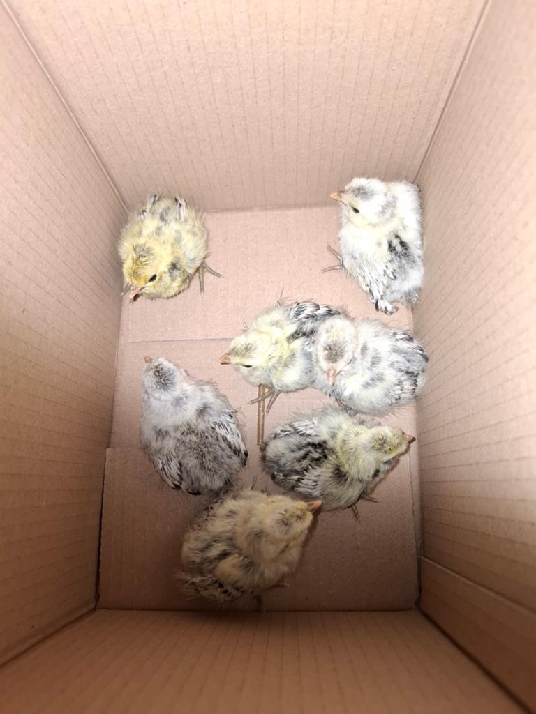 Kuikens hollandse kuifhoen gezoomd, Dieren en Toebehoren, Meerdere dieren, Kip