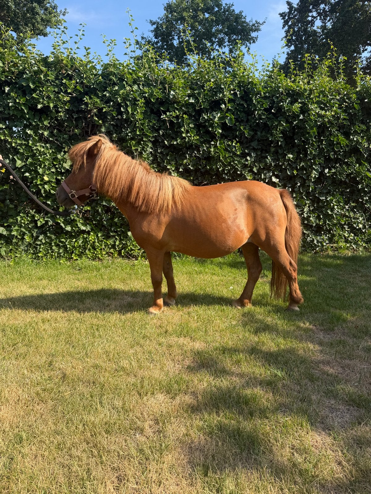Mooie shetland merrie, Merrie, A pony (tot 1.17m), Gechipt, 11 jaar of ouder
