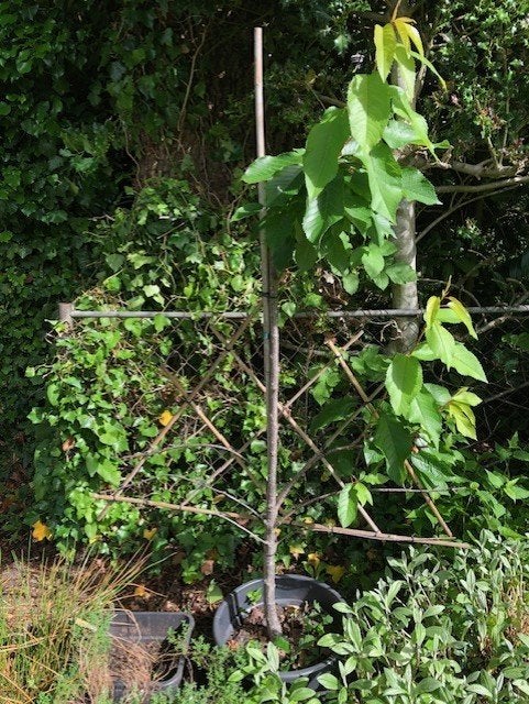 Kersenboom, Prunus Avium Kordia in de kuip. Ongeveer 170 cm, Ophalen, Lente, Volle zon, Kersenboom