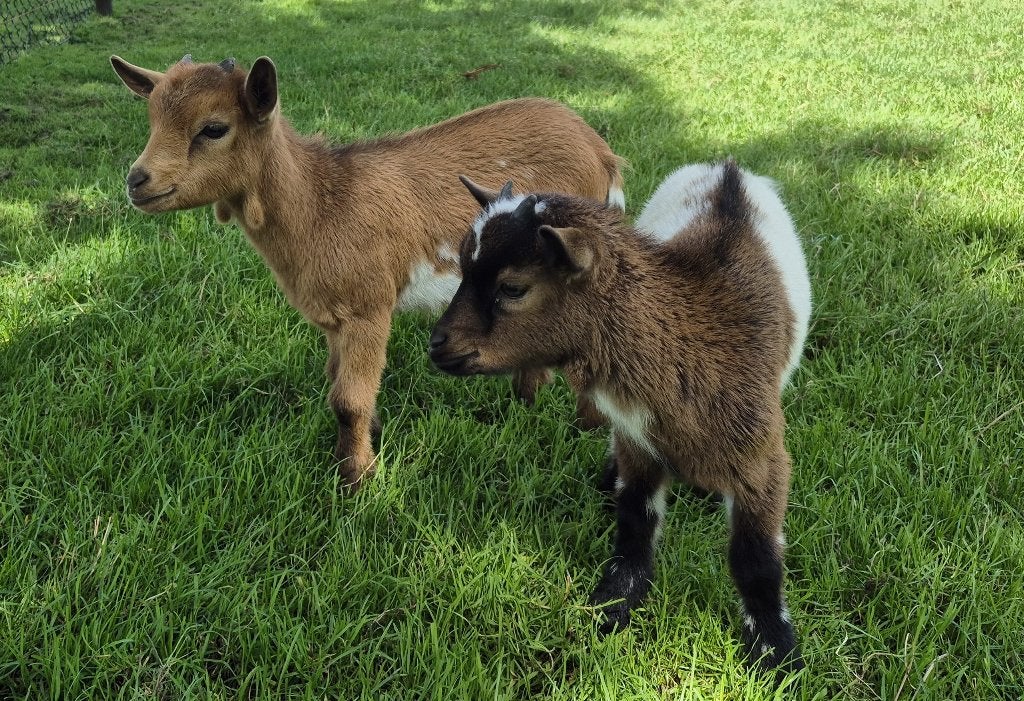 Dwerggeiten bokjes van 21-6-2026, Dieren en Toebehoren, Mannelijk, Geit