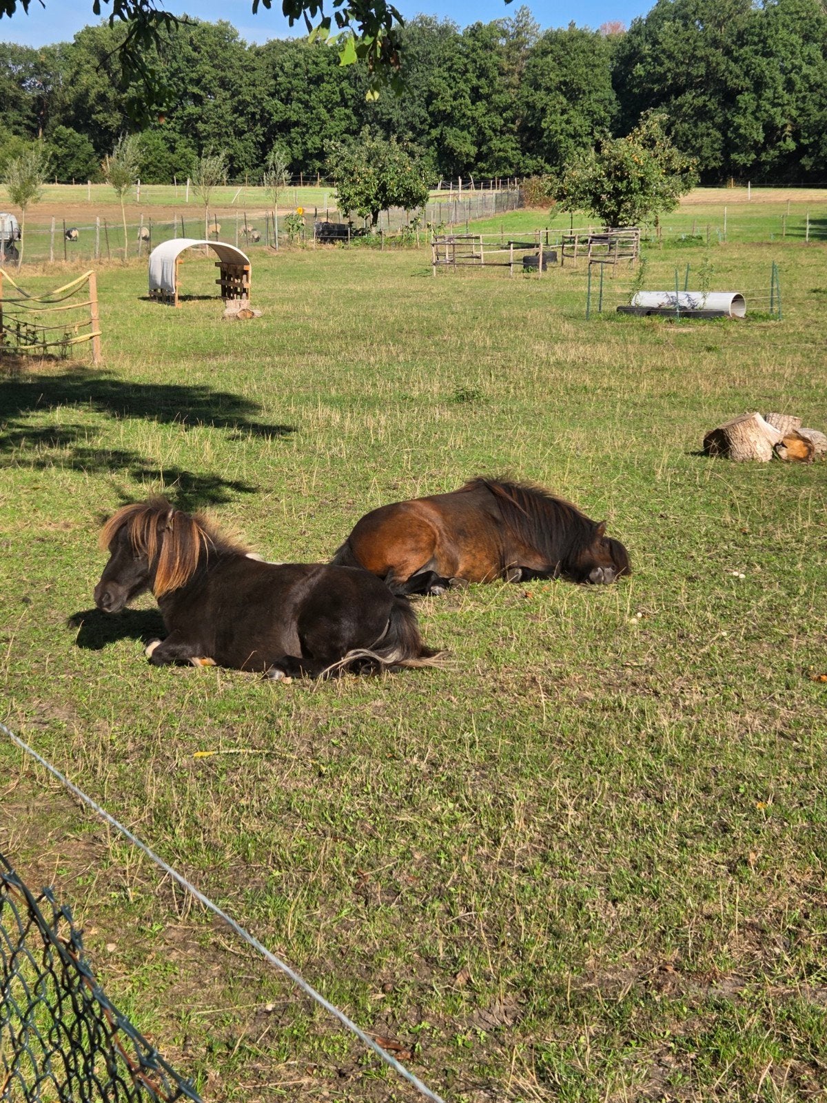 2 Openstal plaatsen vrij vanaf november, Stalling, 2 of 3 paarden of pony's