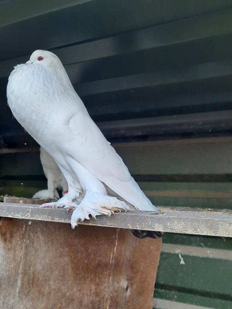 Diverse Hollandse kroppers, Dieren en Toebehoren, Vogels | Duiven, Geslacht onbekend, Kropper