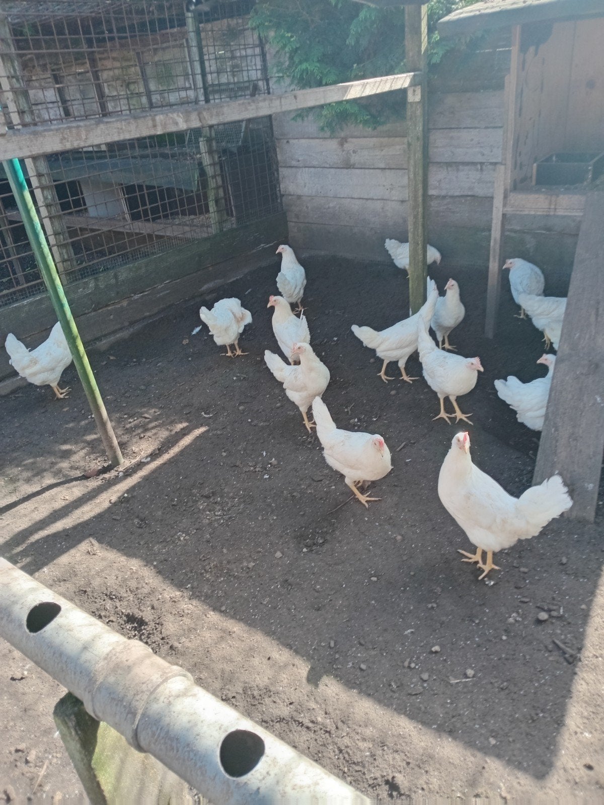 witte leghennen, Dieren en Toebehoren, Pluimvee, Vrouwelijk, Kip