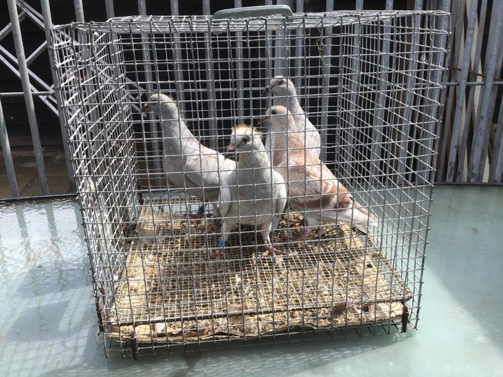 Jonge postduiven, Dieren en Toebehoren, Vogels | Duiven, Meerdere dieren, Postduif