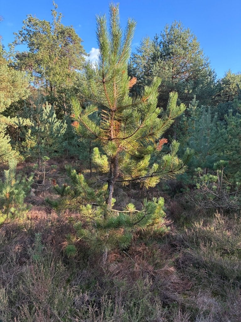 Grove Dennen / Pinus Sylvestris te koop, Tuin en Terras, Bloeit niet, Overige soorten, 250 tot 400 cm, Ophalen