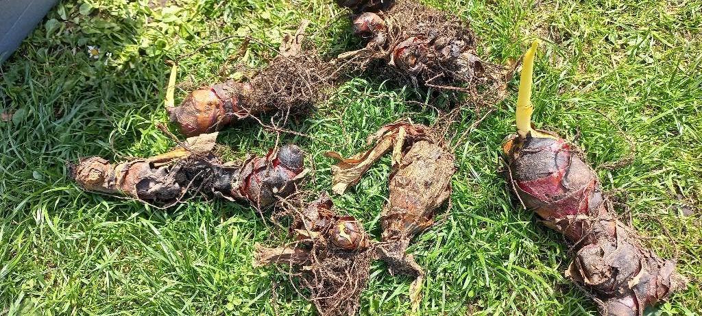 Canna, Indisch bloemriet 5 stuks: 6 euro, Tuin en Terras, Ophalen, Voorjaar, Volle zon, Knol