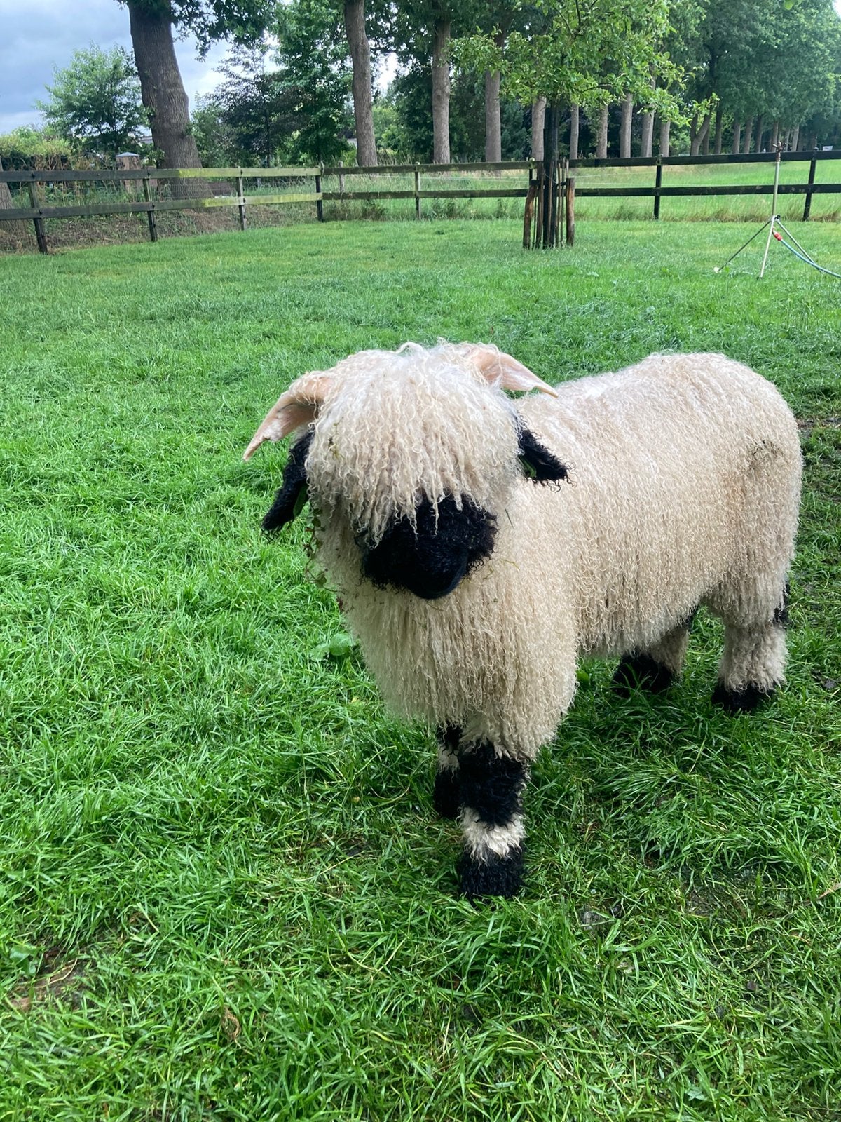 Walliser Schwarznase Ram, Mannelijk, Schaap, 0 tot 2 jaar