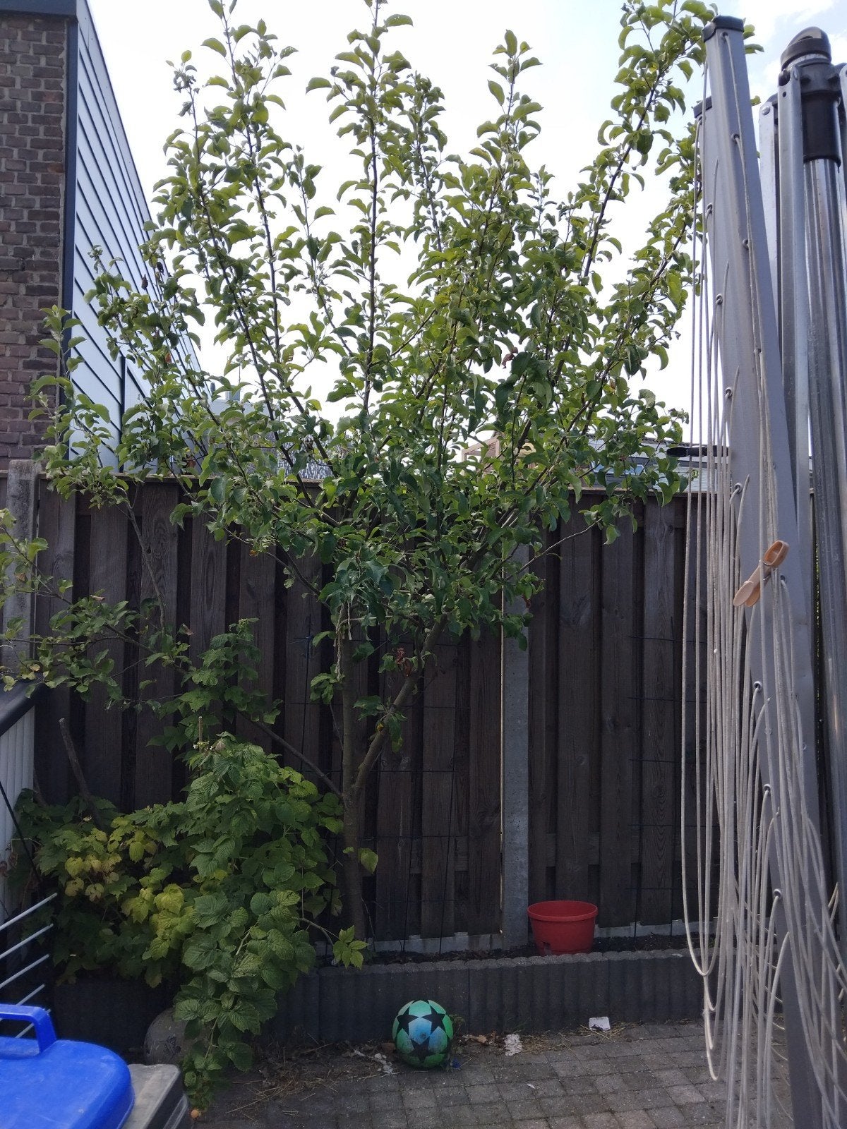 appelboom., Ophalen, Lente, Volle zon, Overige soorten