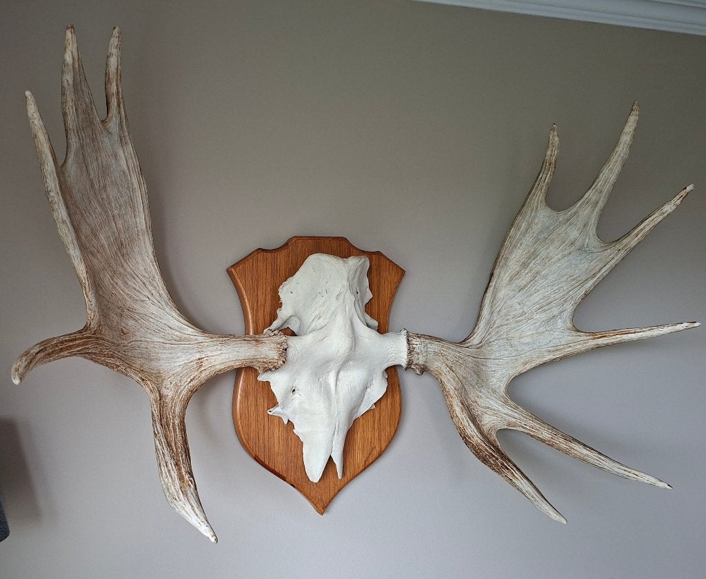 Eland gewei op schild, Ophalen, Zo goed als nieuw, Hert, Gewei of Kop