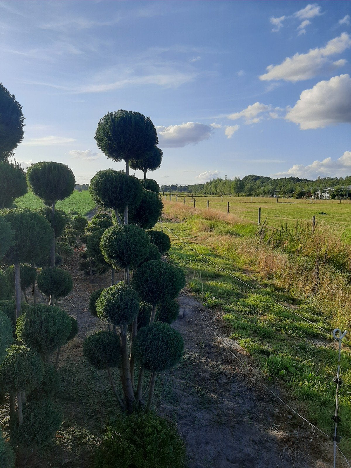 Chamaecyparis Elwoodii - Vormsnoei Blikvanger €250, Tuin en Terras, Planten | Bomen, Ophalen, Volle zon, Overige soorten