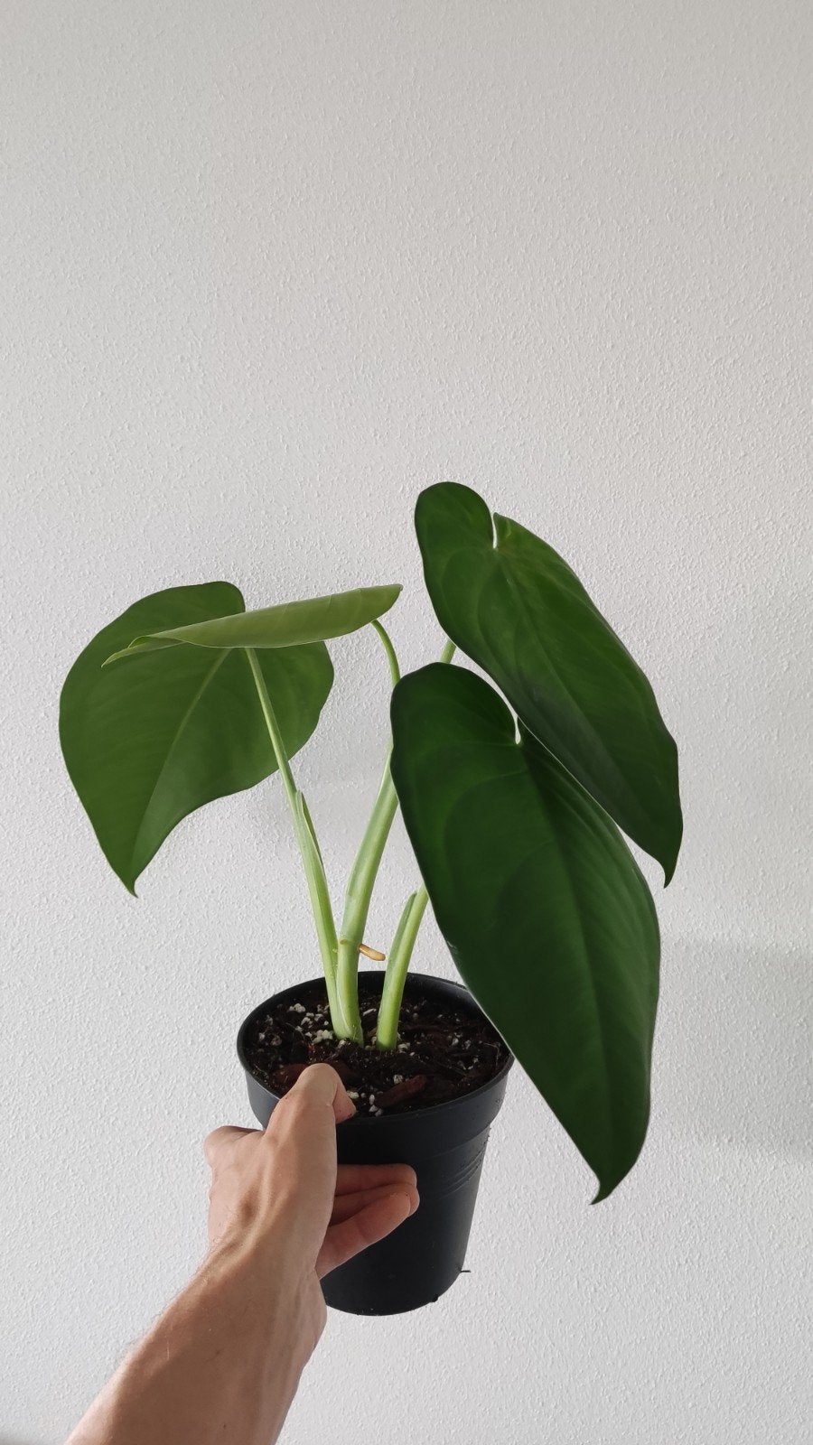 Syngonium Chiapense, Huis en Inrichting, Kamerplanten, Ophalen of Verzenden, Halfschaduw, Minder dan 100 cm