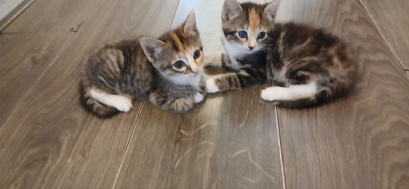 Kittens 7 weken oud zie foto's, Meerdere dieren, Kortharig, 0 tot 2 jaar