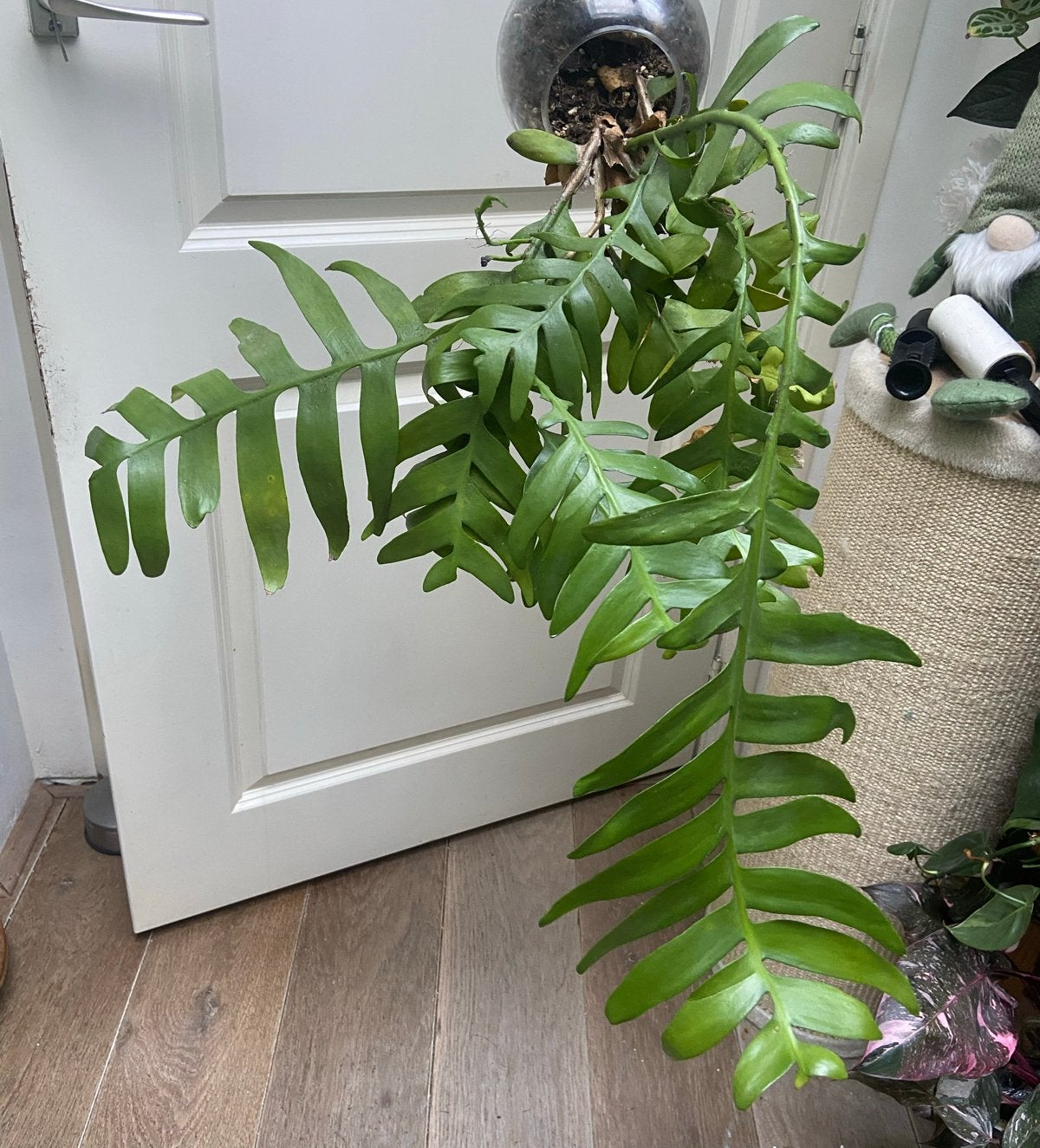 Xl Epiphyllum chrysocardium in glazen hangpot, Overige soorten, In pot, Minder dan 100 cm, Groene kamerplant