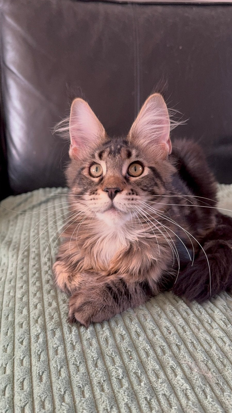 Prachtig maine coon poesje, Poes, Met stamboom, 0 tot 2 jaar