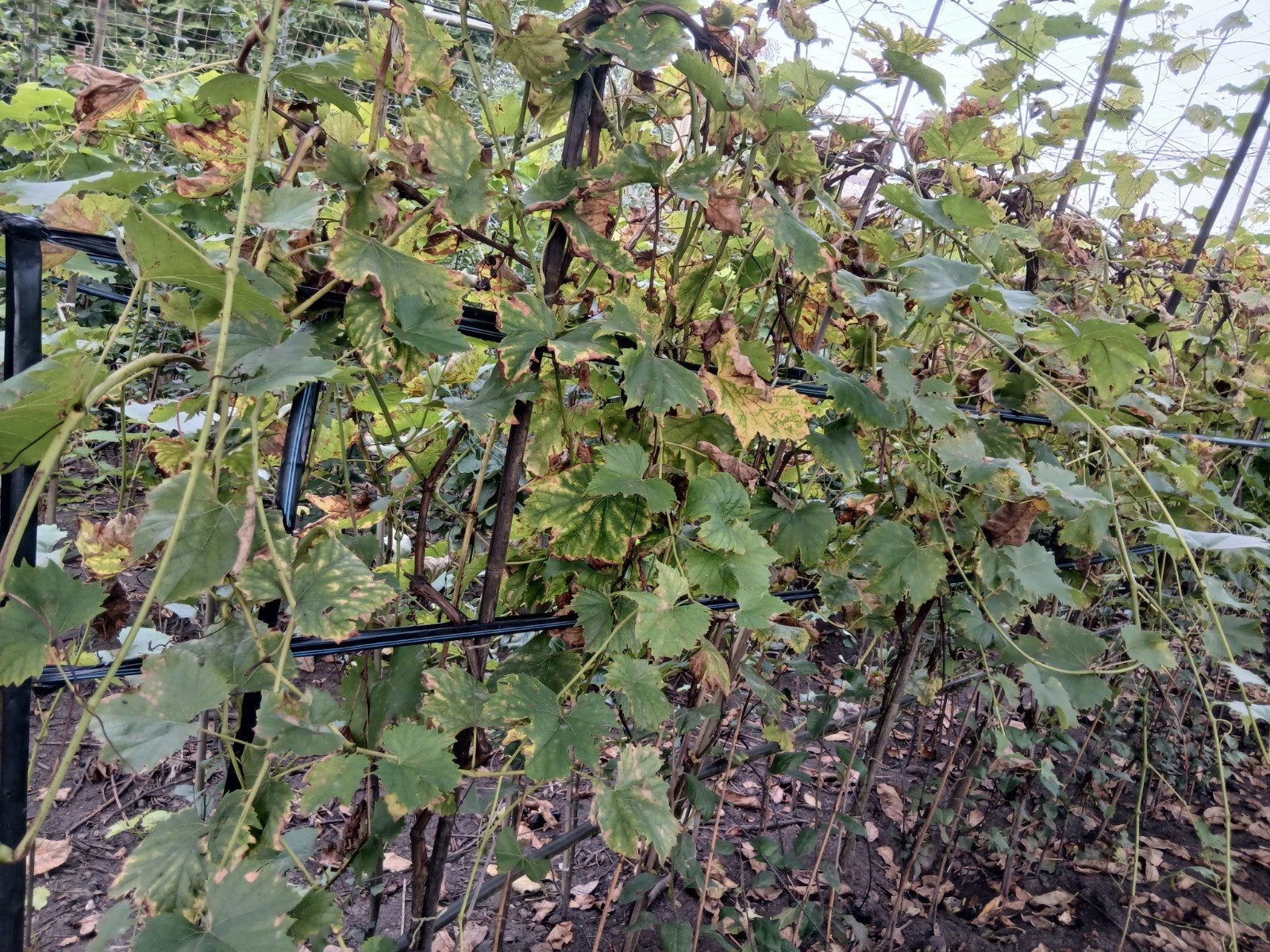ecologisch fruitbomen en grote druivenstokken bestel tijdig, Ophalen, Overige soorten, Minder dan 100 cm
