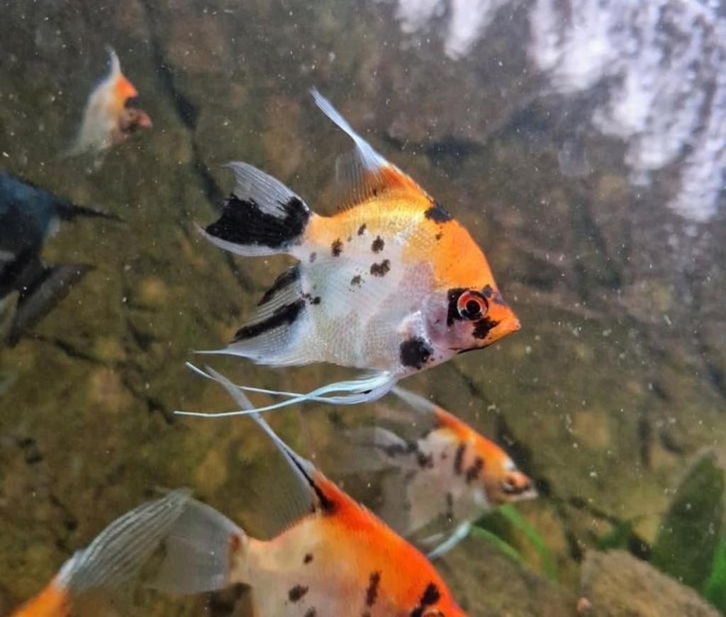 Koi maanvissen 6 a 7.5 cm hoog €5 per stuk, Dieren en Toebehoren, Vissen | Aquariumvissen, Vis, Zoetwatervis