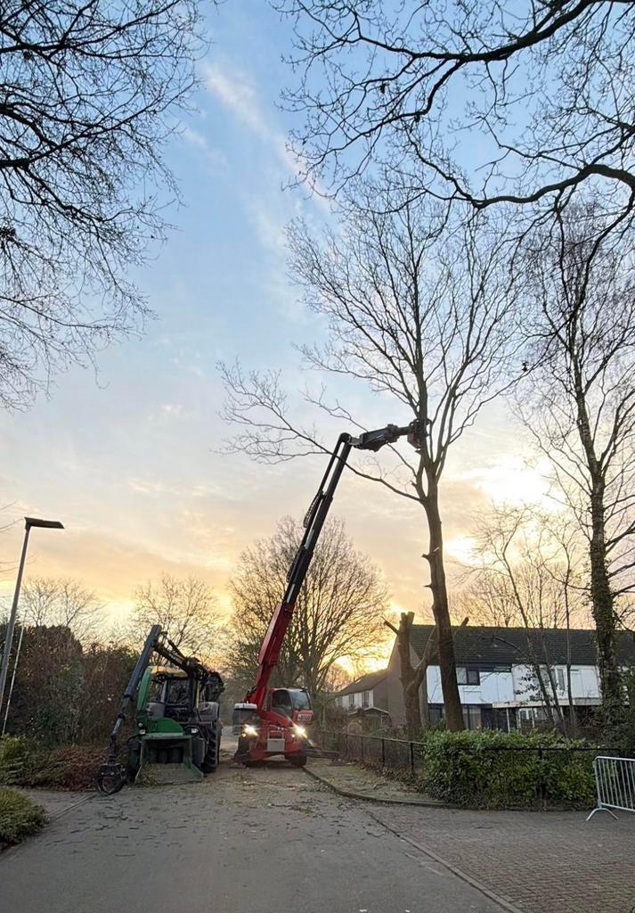 Bomen kappen🌲🪵, Ophalen, Volle zon, Overige soorten