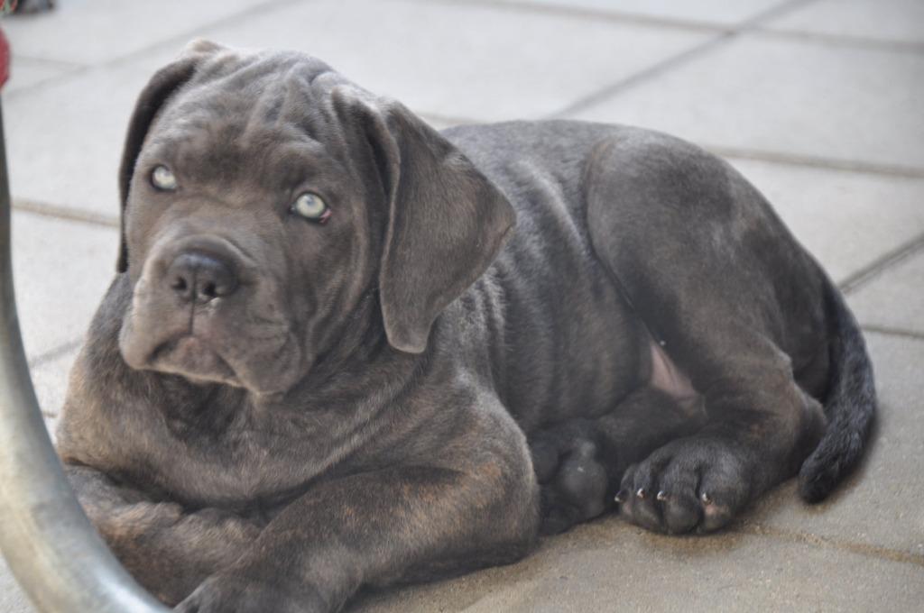 Freddy Eleonora Cane Corso Rasspecalist, Overige rassen, 8 tot 15 weken, Parvo, Meerdere