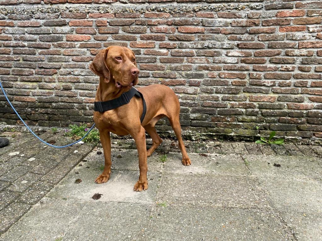 Prachtige Vizsla dekreu Red boy - beschikbaar!, Reu, Eén hond, 3 tot 5 jaar, Nederland